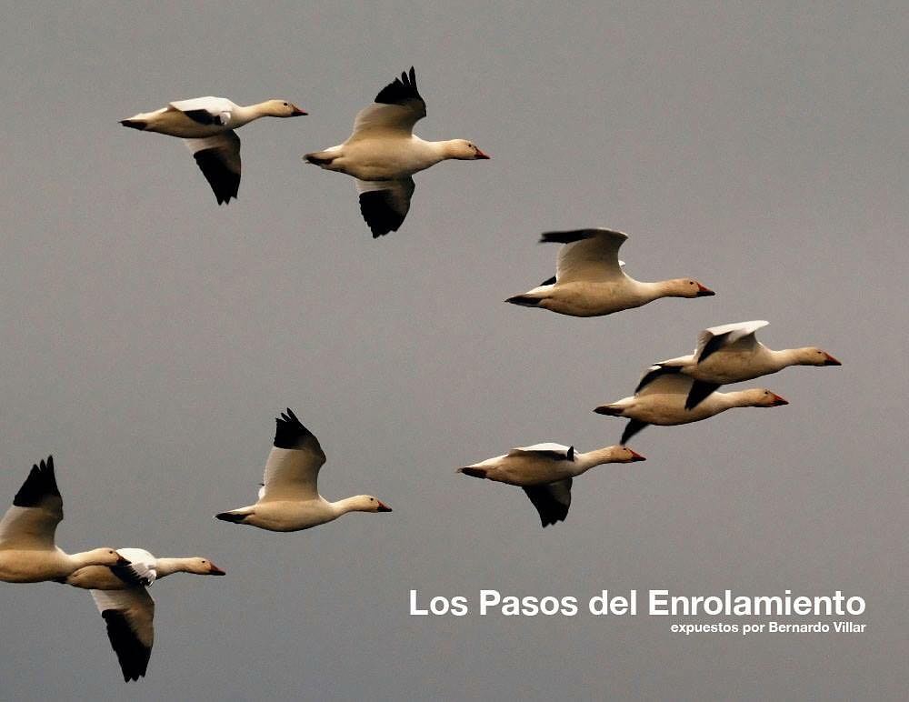 Los pasos de enrolamiento - aprender a enrolar